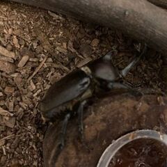 【取引中】国産国産カブトムシ（オス）&飼育ケースほか飼育用品いろ...