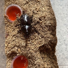 カブトムシのオス