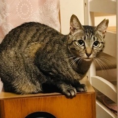 美猫キジトラ「ミアン」です❣️✨
