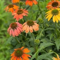 寄せ植え　無人販売　花　苗　ガーデニング　フラワー　アレンジの画像