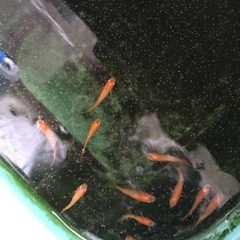 
メダカあげます