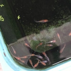 
メダカあげますの画像