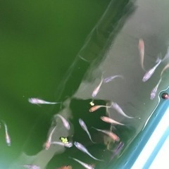 
メダカあげますの画像