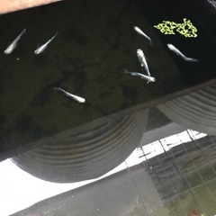
メダカあげますの画像