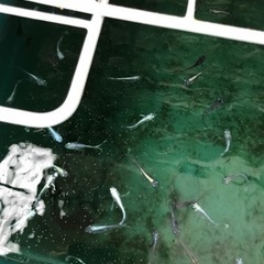 
メダカあげますの画像