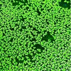 《無農薬》めだかの水草☘️山盛りアオウキクサ500株&トチカガミ5株❗️の画像