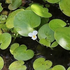 《無農薬》めだかの水草☘️山盛りアオウキクサ500株&トチカガミ5株❗️の画像