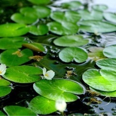 《無農薬》めだかの水草☘️山盛りアオウキクサ500株&トチカガミ5株❗️の画像