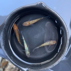 忘却の翼　卵20個