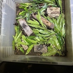国産カブトムシ.クワガタ