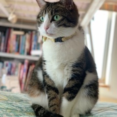 迷い猫。猫を探しています！