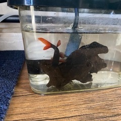 熱帯魚