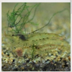 🦐☘️ミナミヌマエビの稚エビ20匹☘️🦐