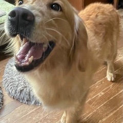 人が大好き　ゴールデン5歳フランちゃん
