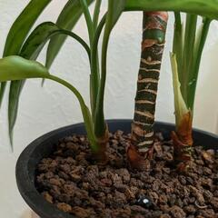 アグラオネマ 観葉植物 鉢付きの画像