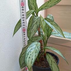 アグラオネマ 観葉植物 鉢付きの画像