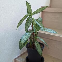 アグラオネマ 観葉植物 鉢付き