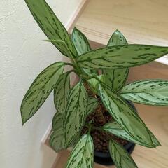 アグラオネマ 観葉植物 鉢付きの画像