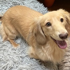 心雑がありますが超元気なダックス　1歳のポッキー　