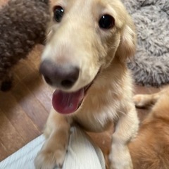 心雑がありますが超元気なダックス　1歳のポッキー　 - 犬