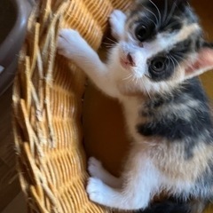 この子の家族になってあげて下さい　その2