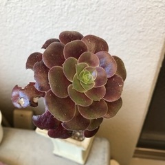 観葉植物　多肉　カシミヤバイオレット
