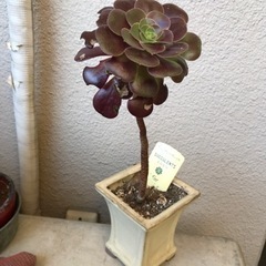 観葉植物　多肉　カシミヤバイオレットの画像