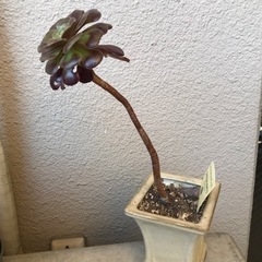 観葉植物　多肉　カシミヤバイオレットの画像