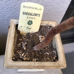 観葉植物　多肉　カシミヤバイオレットの画像