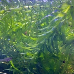 水草　　アナカリス