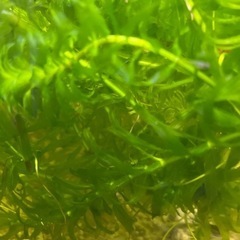 水草　　アナカリスの画像