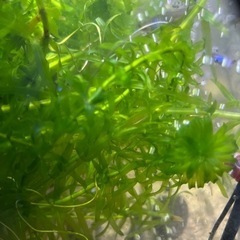 水草　　アナカリスの画像