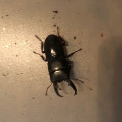 コクワガタムシ２０匹