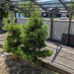 交渉中  無料 松の木   ２本