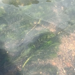 水草　アナカリス
の画像