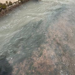 水草　アナカリス
の画像