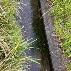 水草　アナカリス
の画像