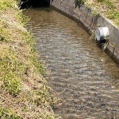 水草　アナカリス
