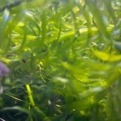 アナカリス　水草　
