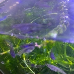 アナカリス　水草　の画像