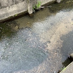 アナカリス　水草　の画像