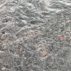 アナカリス　水草　の画像