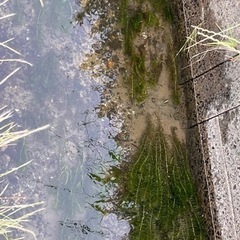 アナカリス　水草の画像