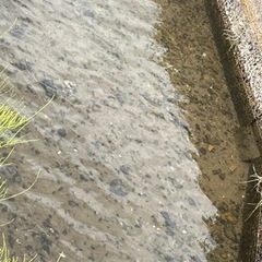アナカリス　水草の画像