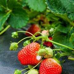 🍓美味しい❤️苺苗🍓