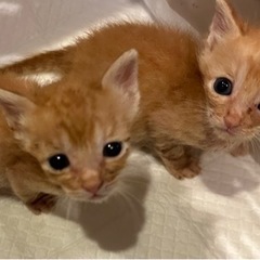 可愛いチャトラ5きょうだい