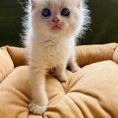 生後2ヶ月の可愛い子猫  (一時停止)