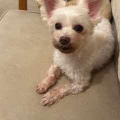 マルチーズ×ペキニーズmix小型犬