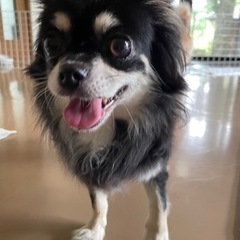 抱っこ大好き人懐っこい　チワワのヒメちゃん