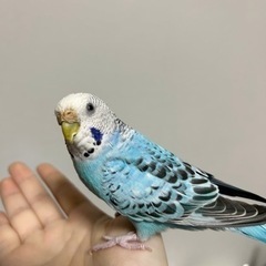 セキセイインコ1羽 【里親募集】